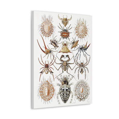 "Arachnida Spinnentiere" By Ernst Haeckel Canvas Gallery Wraps-Canvas-Printify-PaxtonGate