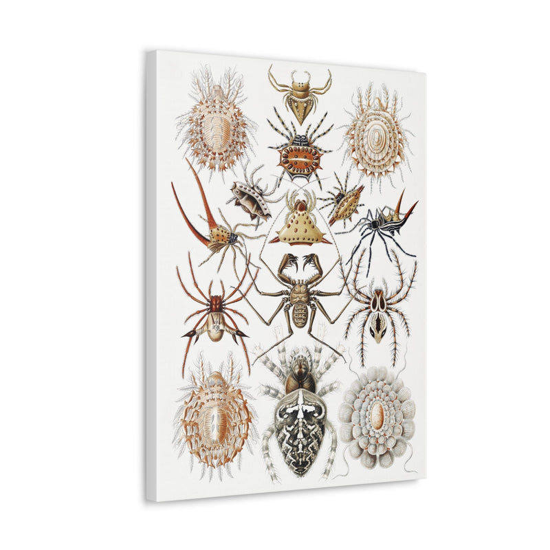 "Arachnida Spinnentiere" By Ernst Haeckel Canvas Gallery Wraps-Canvas-Printify-PaxtonGate