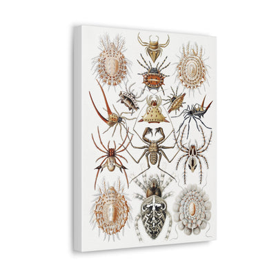 "Arachnida Spinnentiere" By Ernst Haeckel Canvas Gallery Wraps-Canvas-Printify-PaxtonGate