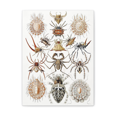 "Arachnida Spinnentiere" By Ernst Haeckel Canvas Gallery Wraps-Canvas-Printify-PaxtonGate