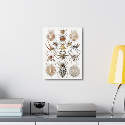 "Arachnida Spinnentiere" By Ernst Haeckel Canvas Gallery Wraps-Canvas-Printify-PaxtonGate