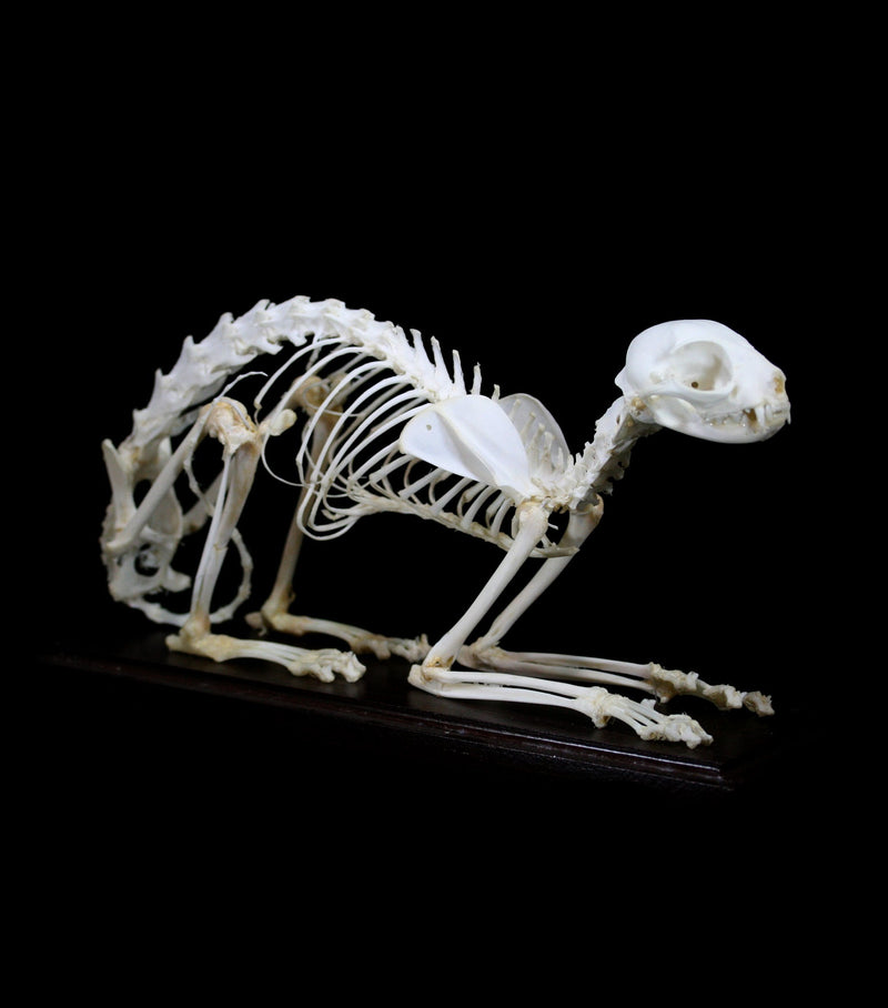 Articulated Cat Skeleton - Paxton Gate