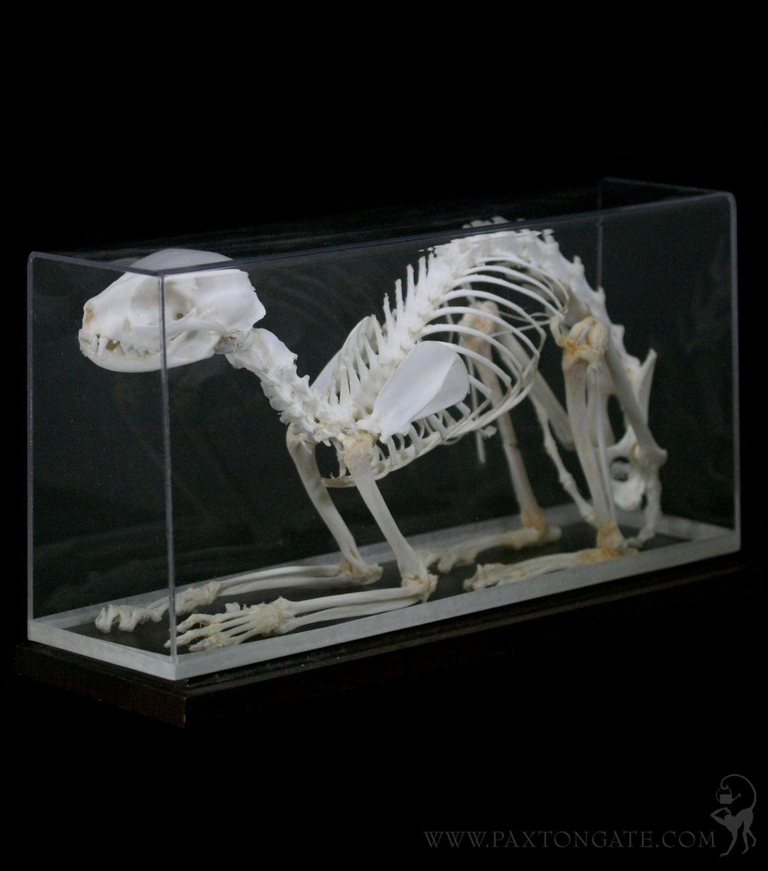 Articulated Cat Skeleton For Sale | Paxton Gate