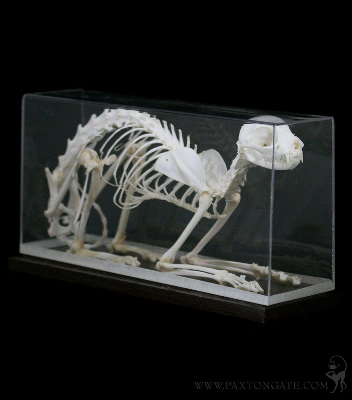 Articulated Cat Skeleton For Sale | Paxton Gate