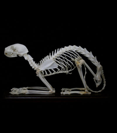 Articulated Cat Skeleton - Paxton Gate