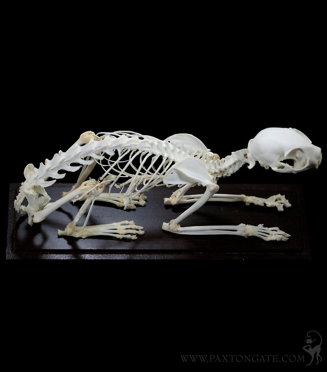 Articulated Cat Skeleton For Sale | Paxton Gate