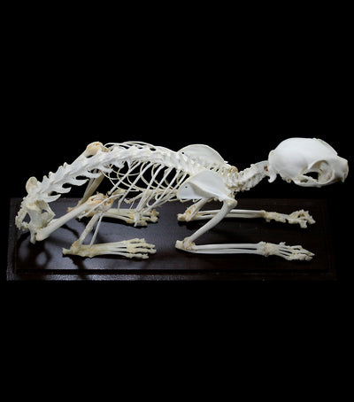 Articulated Cat Skeleton - Paxton Gate