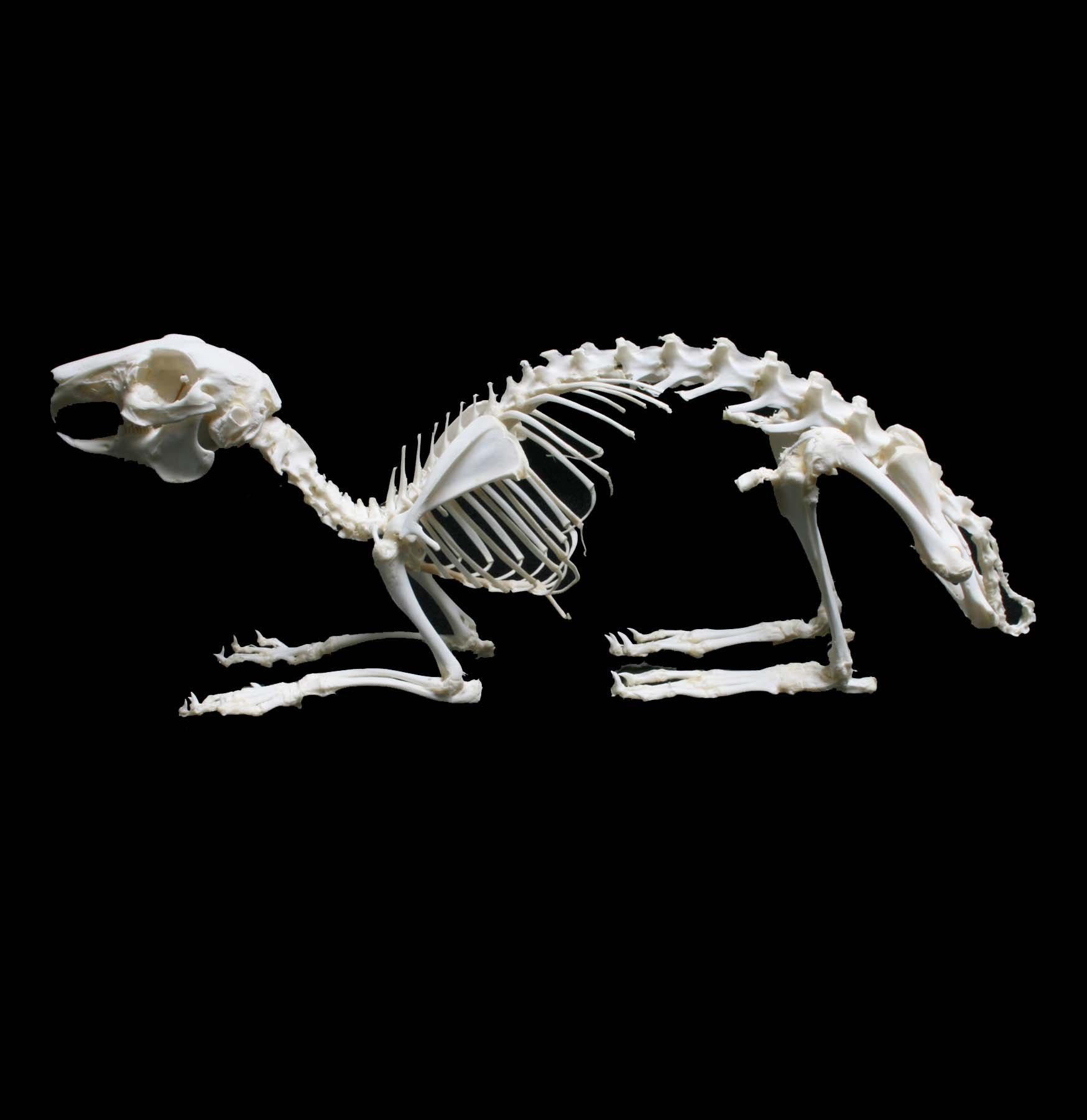 Articulated Rabbit Skeleton – Paxton Gate