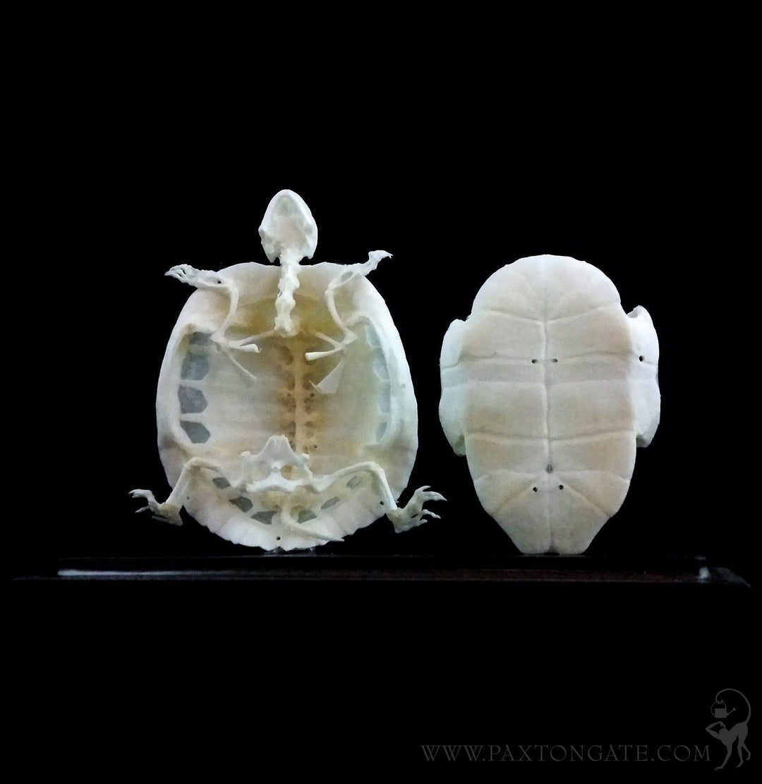 新品　CALMA STORE 38灯 Skelton Tortoise 新品 CALMA STORE 38kt Skelton Tortoise 38灯 CALMA STORE 38kt