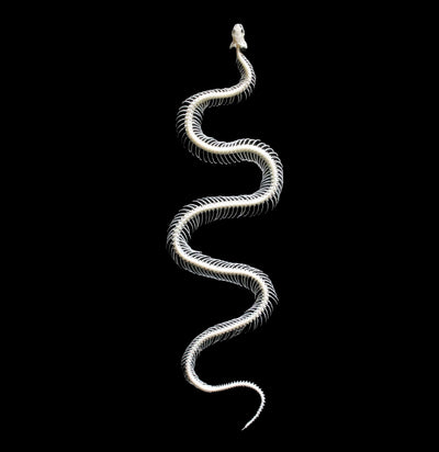 Articulated Venomous Snake Skeleton - Paxton Gate