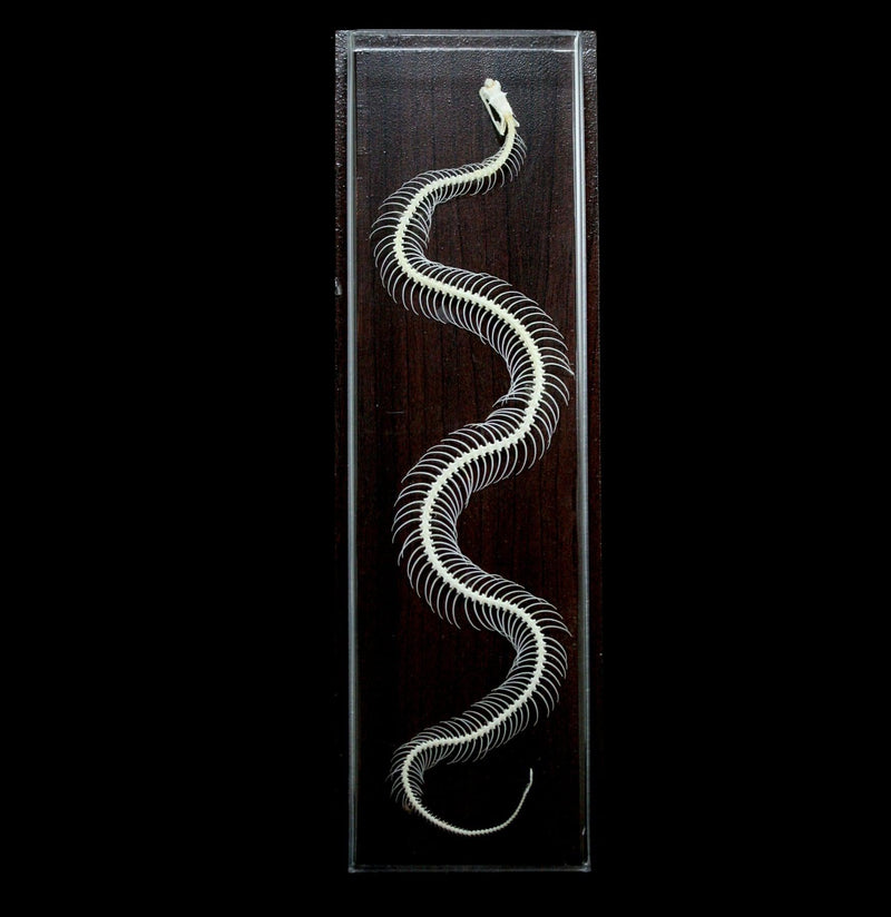 Articulated Venomous Snake Skeleton - Paxton Gate