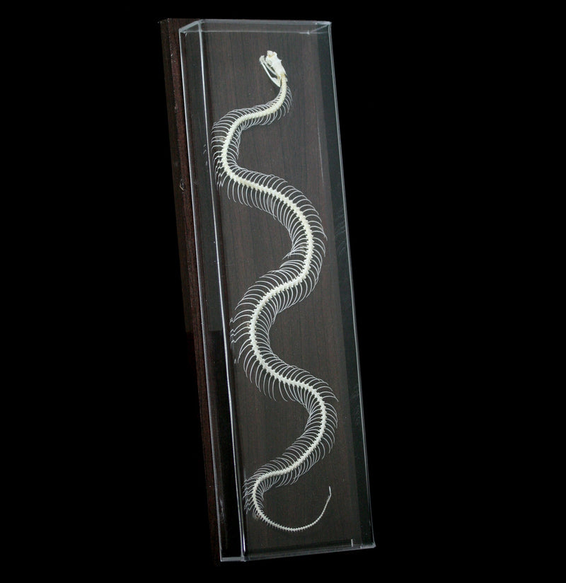 Articulated Venomous Snake Skeleton - Paxton Gate