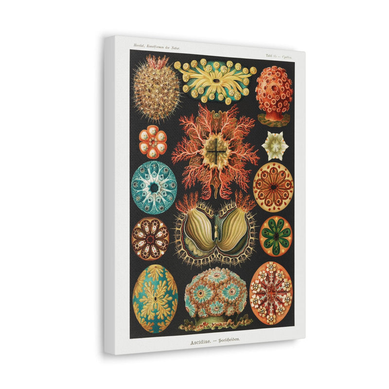 "Ascidiae Seescheiden" By Ernst Haeckel Canvas Gallery Wraps-Canvas-Printify-PaxtonGate