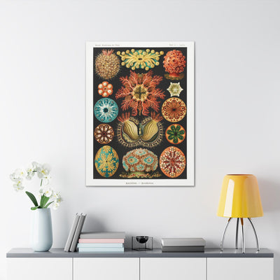 "Ascidiae Seescheiden" By Ernst Haeckel Canvas Gallery Wraps-Canvas-Printify-PaxtonGate