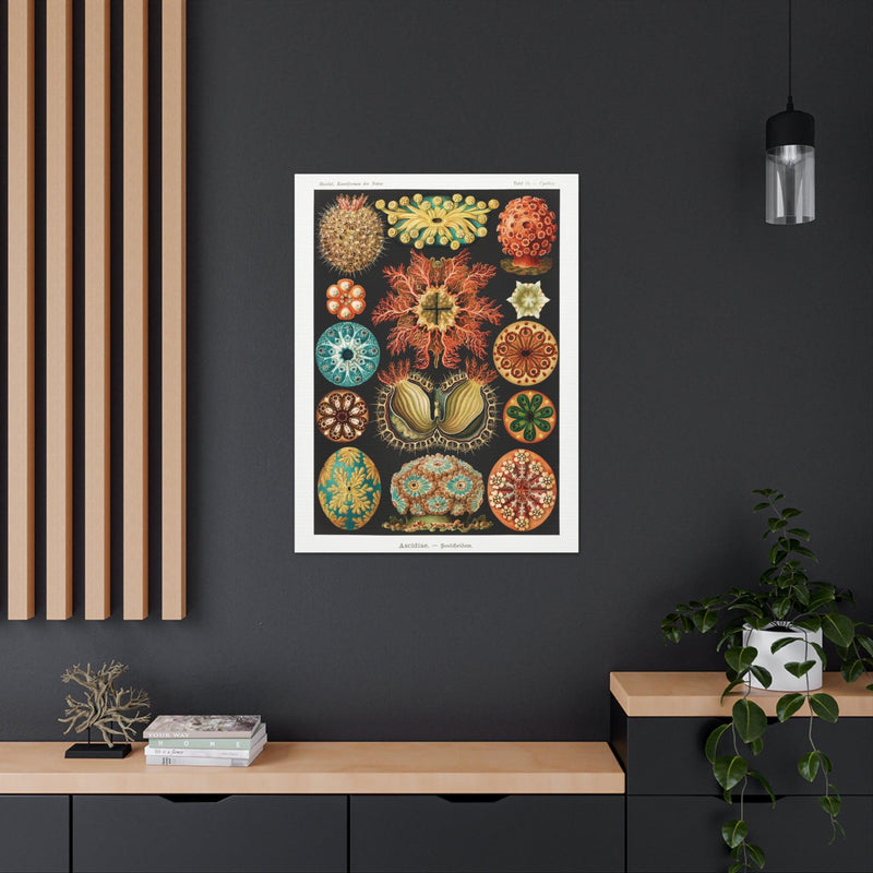 "Ascidiae Seescheiden" By Ernst Haeckel Canvas Gallery Wraps-Canvas-Printify-PaxtonGate