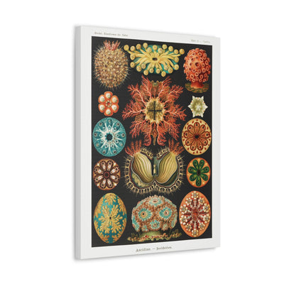 "Ascidiae Seescheiden" By Ernst Haeckel Canvas Gallery Wraps-Canvas-Printify-PaxtonGate