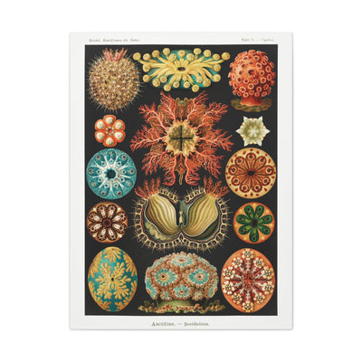 "Ascidiae Seescheiden" By Ernst Haeckel Canvas Gallery Wraps-Canvas-Printify-PaxtonGate