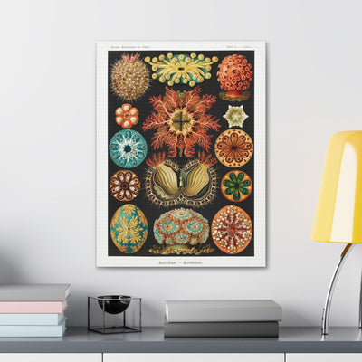 "Ascidiae Seescheiden" By Ernst Haeckel Canvas Gallery Wraps-Canvas-Printify-PaxtonGate