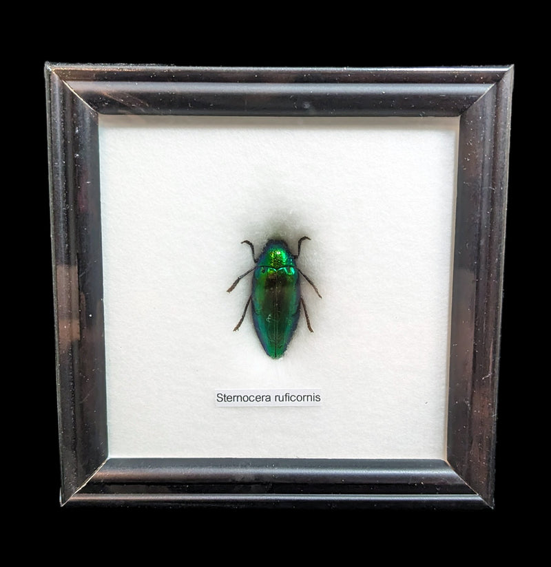 Riker Mounted Beetle-Insects-World Buyers-PaxtonGate