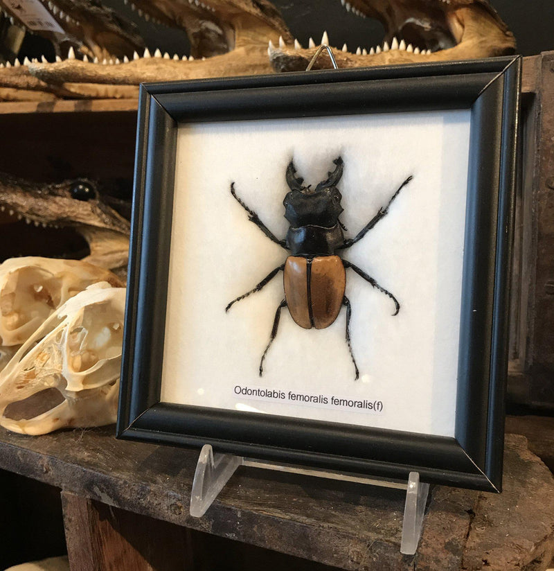 Riker Mounted Beetle - Paxton Gate