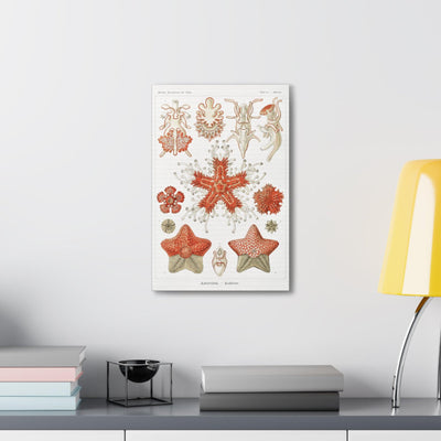 "Asteridea Seesterne" By Ernst Haeckel Canvas Gallery Wraps-Canvas-Printify-PaxtonGate