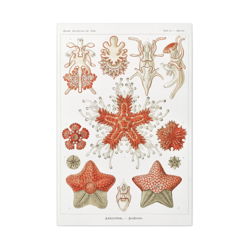 "Asteridea Seesterne" By Ernst Haeckel Canvas Gallery Wraps-Canvas-Printify-PaxtonGate