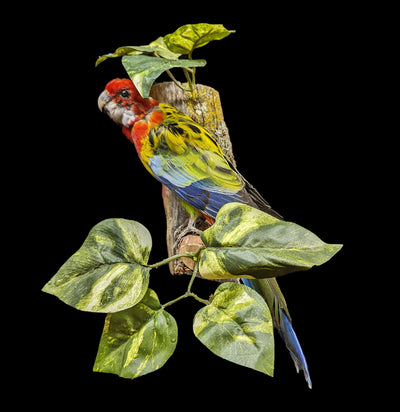 Australian Golden Mantled Rosella Taxidermy-Taxidermy-Kevin Triolo Taxidermy-PaxtonGate