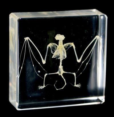 Bat Skeleton in Acrylic - Paxton Gate