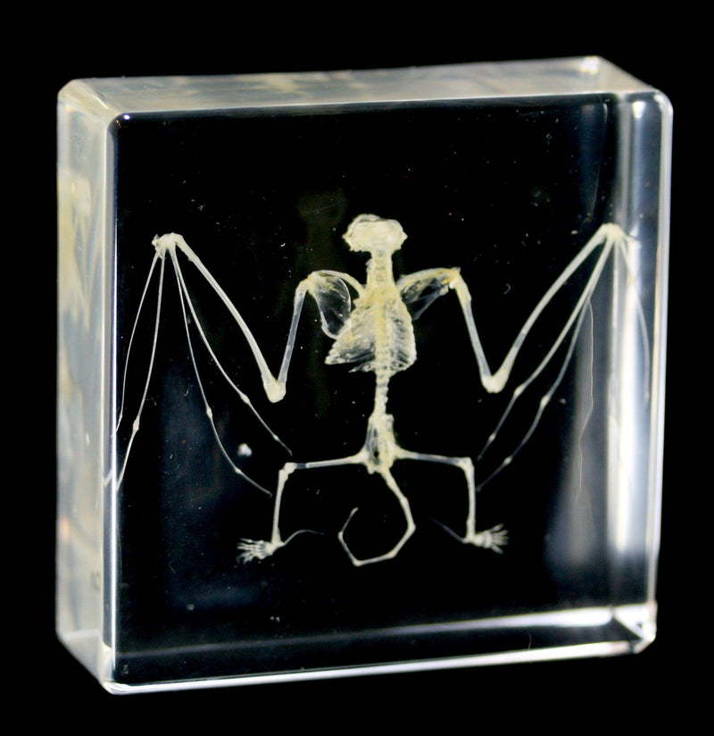 Bat Skeleton in Acrylic - Paxton Gate