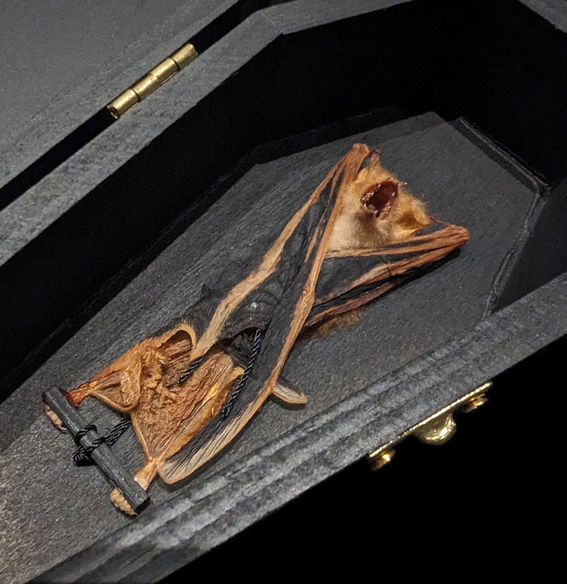 Bat Taxidermy In A Black Wooden Coffin-Taxidermy-Bicbugs, LLC-PaxtonGate