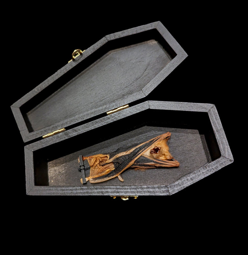 Bat Taxidermy In A Black Wooden Coffin-Taxidermy-Bicbugs, LLC-PaxtonGate