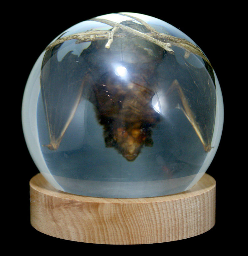 Bat in Acrylic Globe - Paxton Gate