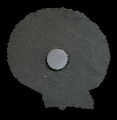 Birch Wood Scallop Shell Magnet - Paxton Gate