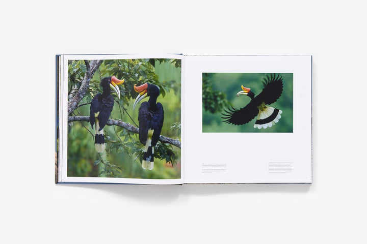 Bird-Planet-A-Photographic-
