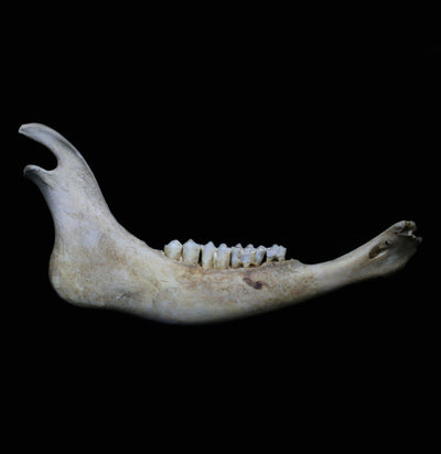 Bison Jaw - Paxton Gate