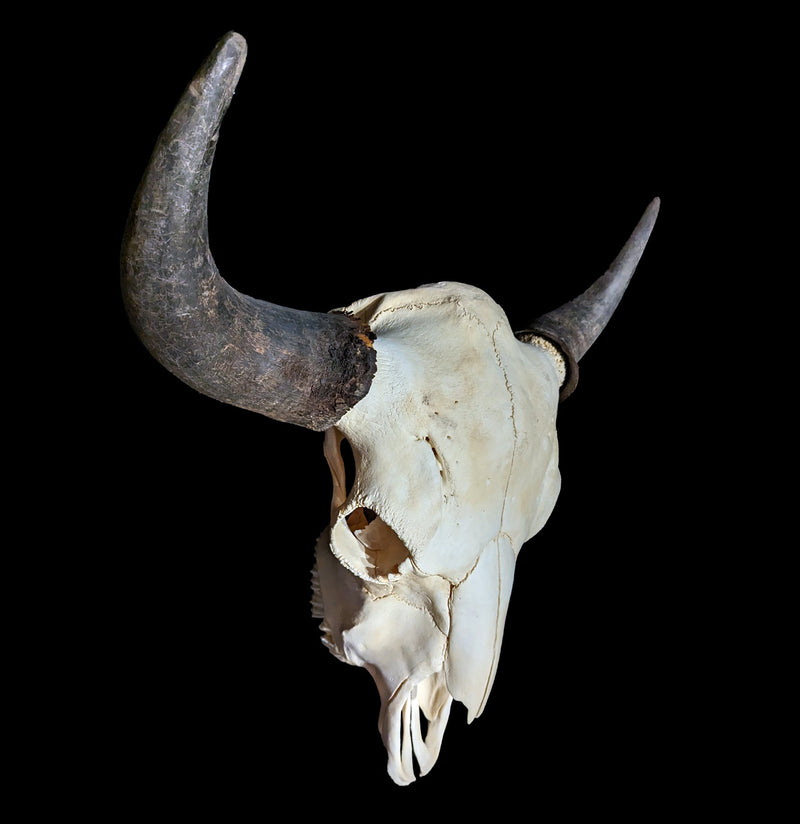 Bison Skull-Skulls-Porcupine Unlimited-PaxtonGate