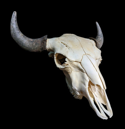 Bison Skull-Skulls-Porcupine Unlimited-PaxtonGate