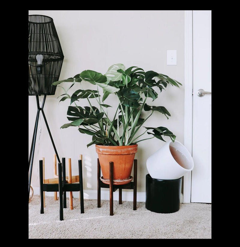 Black Bamboo Adjustable Plant Stand-Pots&Mntg-decluttered-PaxtonGate