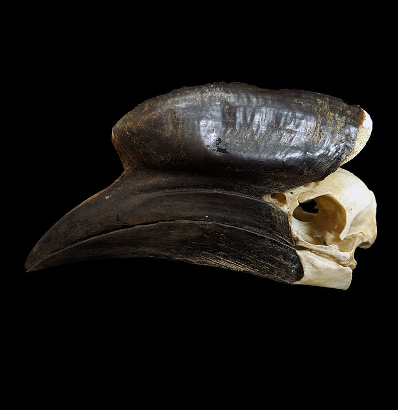 Hornbill Skull-Porcupine Unlimited-PaxtonGate