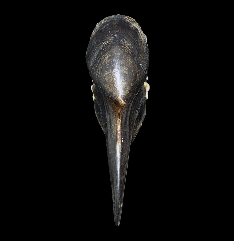 Hornbill Skull-Porcupine Unlimited-PaxtonGate