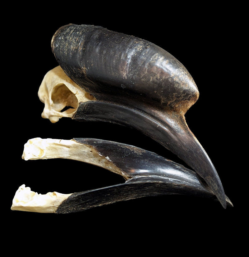 Hornbill Skull-Porcupine Unlimited-PaxtonGate