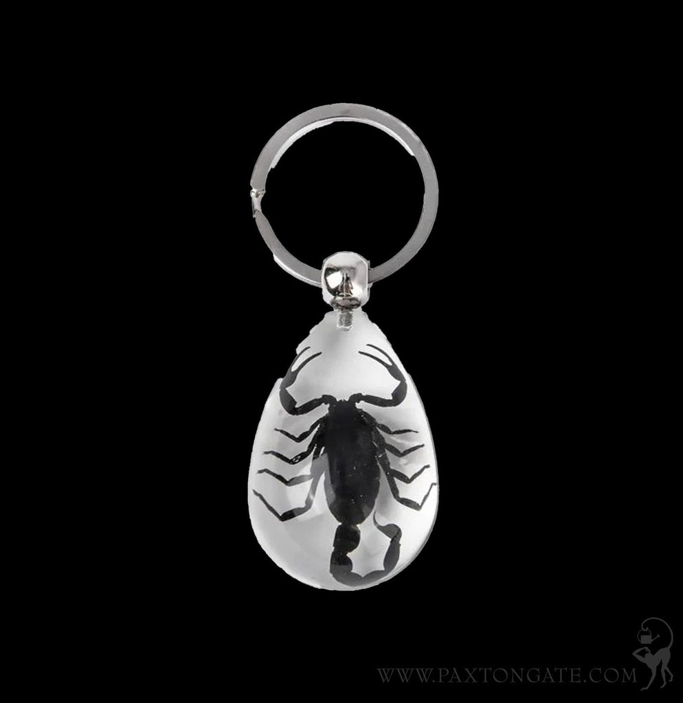 Black Scorpion Clear Teardrop Keychain For Sale | Paxton Gate