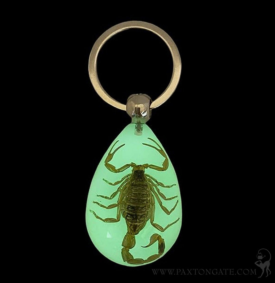 Black Scorpion Keychain For Sale | Paxton Gate