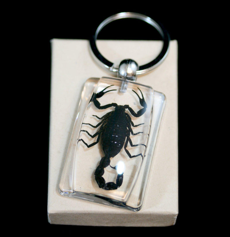 Black Scorpion Keychain - Paxton Gate