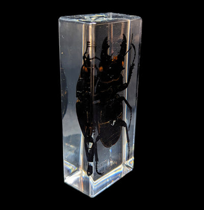 Blackish Stag Beetle in Acrylic-Insects-Real Insect Company-PaxtonGate