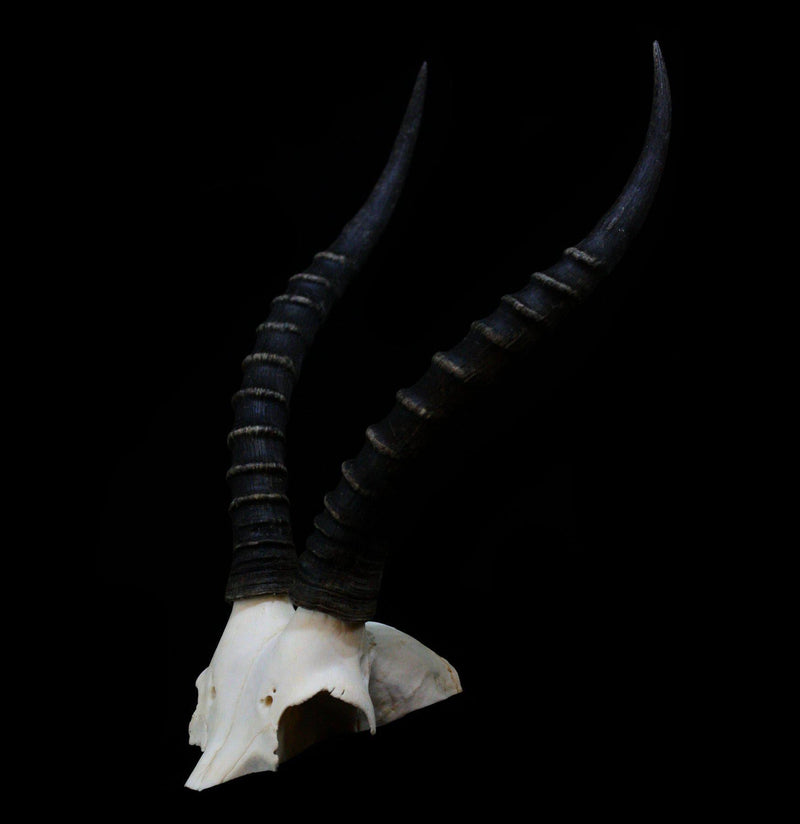 Blesbok Skull Plate - Paxton Gate