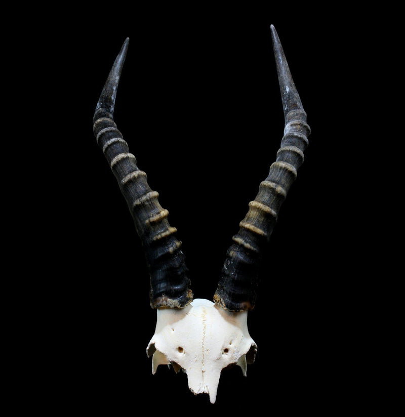 Blesbok Skull Plate - Paxton Gate