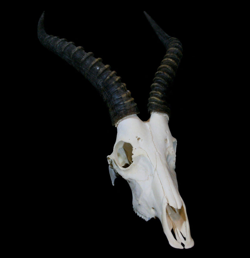 Blesbok Skull with Horns - Paxton Gate