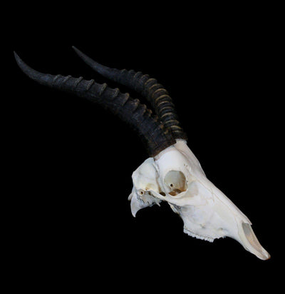 Blesbok Skull with Horns - Paxton Gate