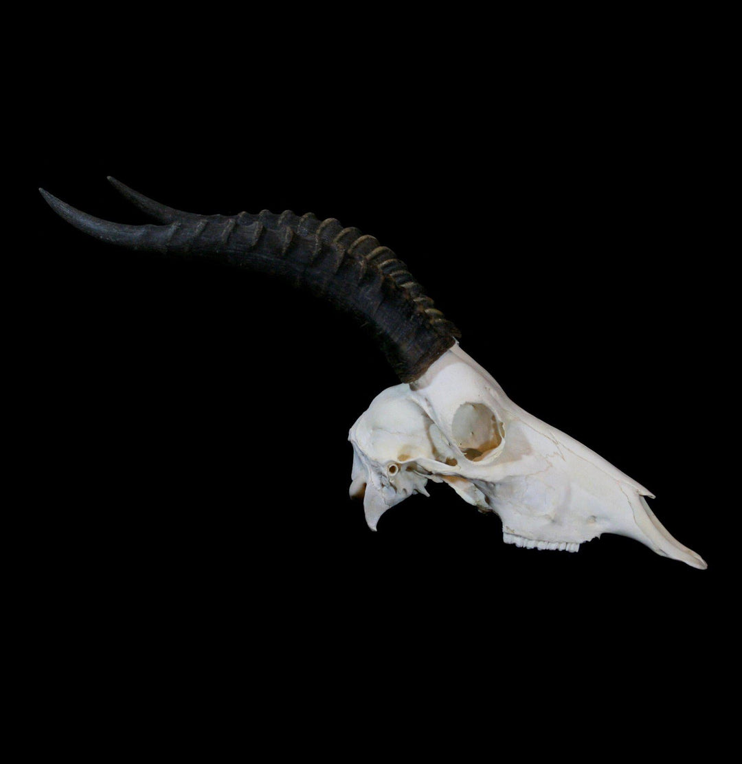 blesbok_skull-2.png